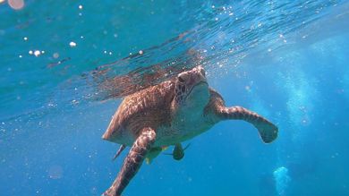 Abu Dabbab Schildkröten Schnorchel Ausflug Schwimmen photo